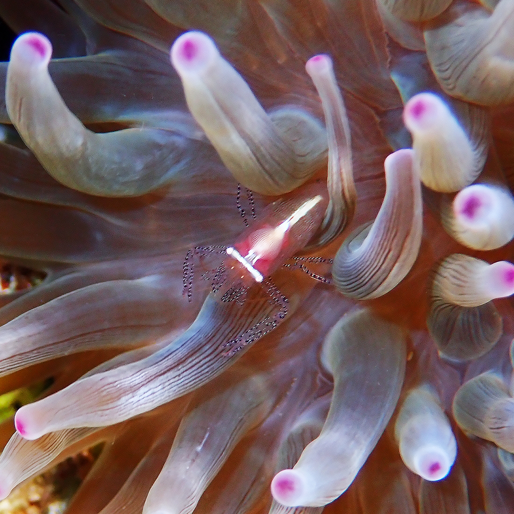 Actinimenes ornatus