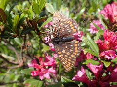 Euphydryas intermedia