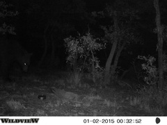 Ursus americanus machetes