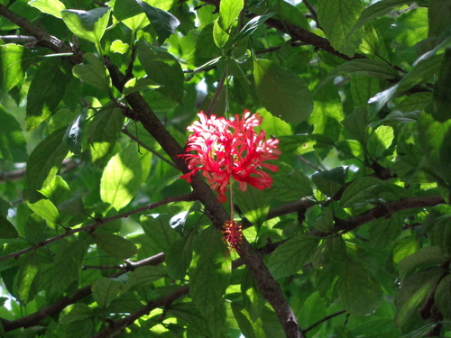Image of Hibiscus schizopetalus by (c) Rafael Silva, some rights reserved (CC BY-SA)