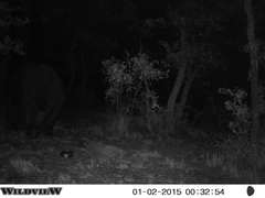 Ursus americanus machetes