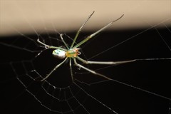 Leucauge argyrobapta image