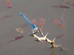 Enallagma praevarum