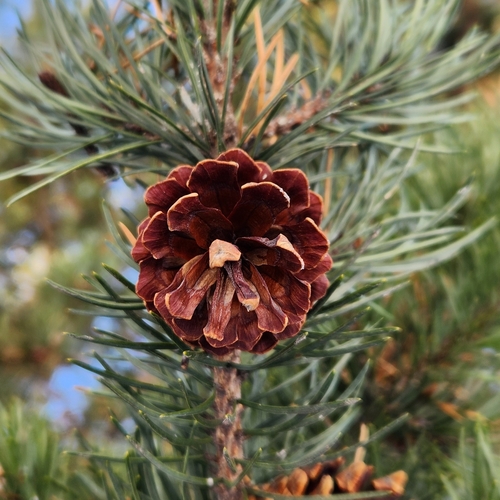 Paprastoji pušis nuotrauka