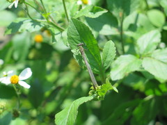 Bayadera brevicauda