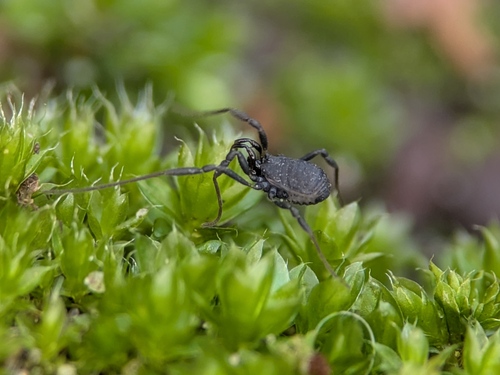 Nemastoma dentigerum, Berlin-Tempelhof-Schöneberg, Germany, photo 10 of 10