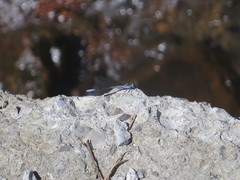 Bayadera brevicauda
