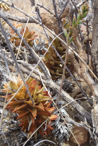 Astroloba pentagona