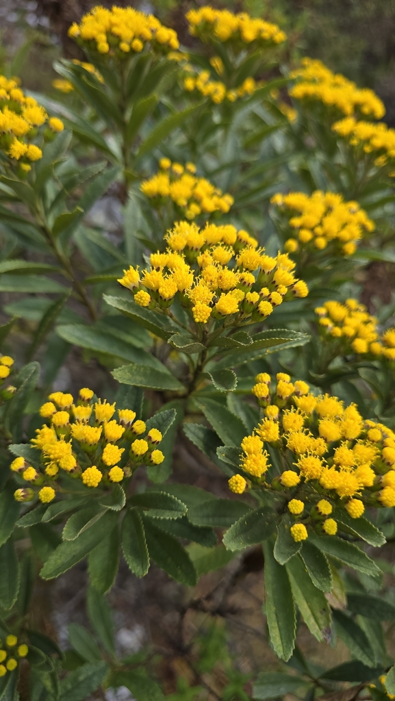 Monticalia perijaensis