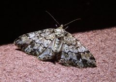 Alcis taiwanovariegata