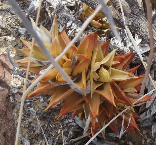 Astroloba pentagona