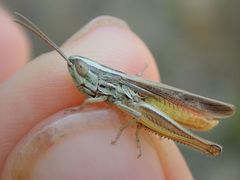 Euchorthippus chopardi