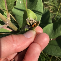 Hippodamia glacialis
