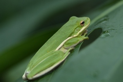 Hyla cinerea