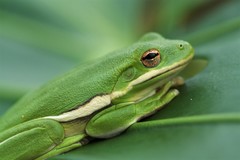 Hyla cinerea