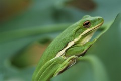 Hyla cinerea
