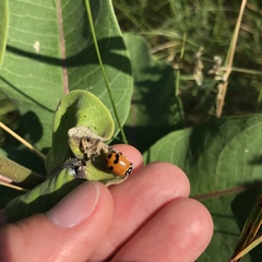 Hippodamia glacialis