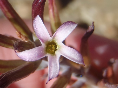Adromischus triflorus (Adromischus triflorus)
