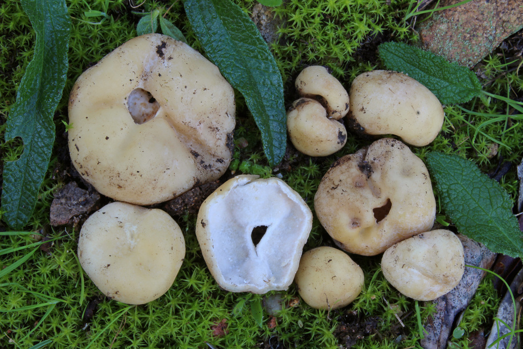 Hydnocystis piligera