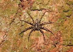 Heteropoda simplex