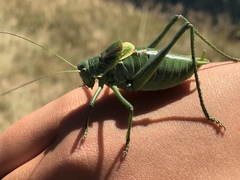 Polysarcus denticauda