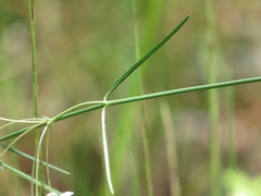 Asclepias cinerea
