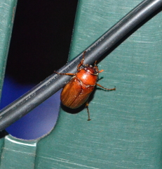 Cyclocephala borealis