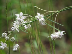 Asclepias cinerea