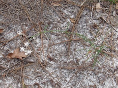 Asclepias cinerea