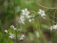 Asclepias cinerea