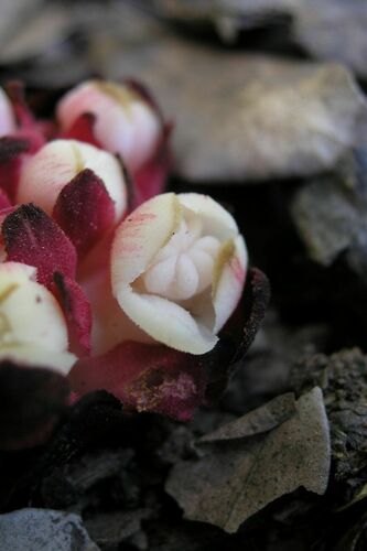 Image of Cytinus ruber by (c) Olivier Argagnon, some rights reserved (CC BY)