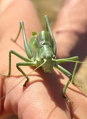 Polysarcus denticauda