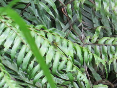 Fukienogomphus prometheus