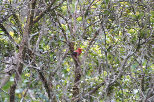 Vestiaria coccinea observed 2024-12-19