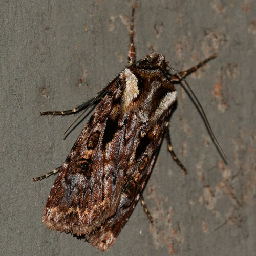 Agrotis charmocrita observed 2024-12-20