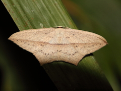 Timandra stueningi