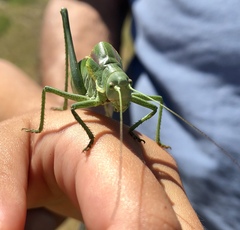 Polysarcus denticauda