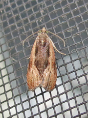 Olethreutes nigranum