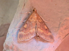 Ostrinia nubilalis