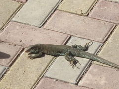 Pholidoscelis plei