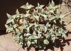 Crassula deltoidea
