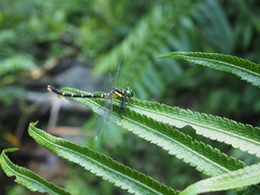 Heliogomphus retroflexus