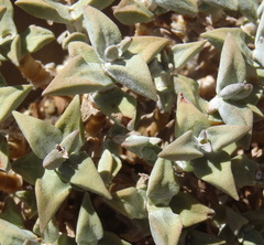 Crassula deltoidea