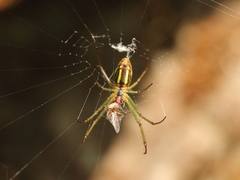 Leucauge celebesiana
