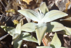 Crassula deltoidea