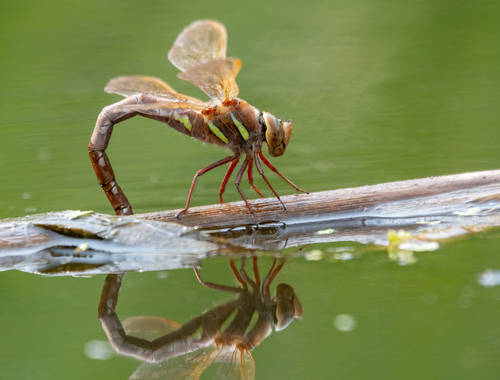 Brown Hawker