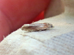 Eucosma raracana
