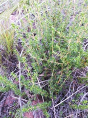 Cliffortia ramosissima