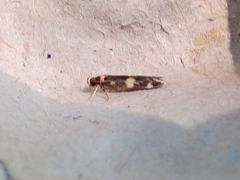 Oegoconia deauratella