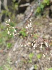 Holochloa